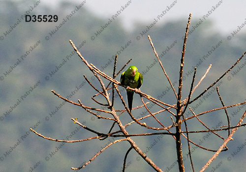 Plain Parakeet (Brotogeris tirica)